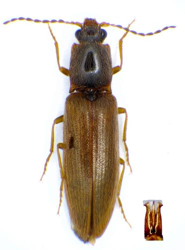 Athous subfuscus